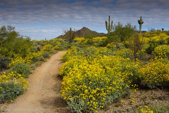 bright yellow follows line a hiking trail in the Sonoran Desert in Phoenix Arizona