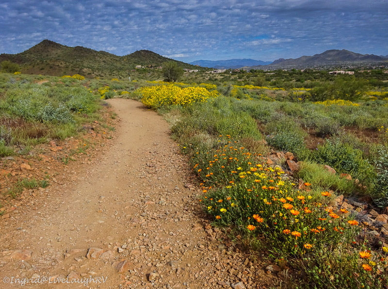 desert wildlfowers