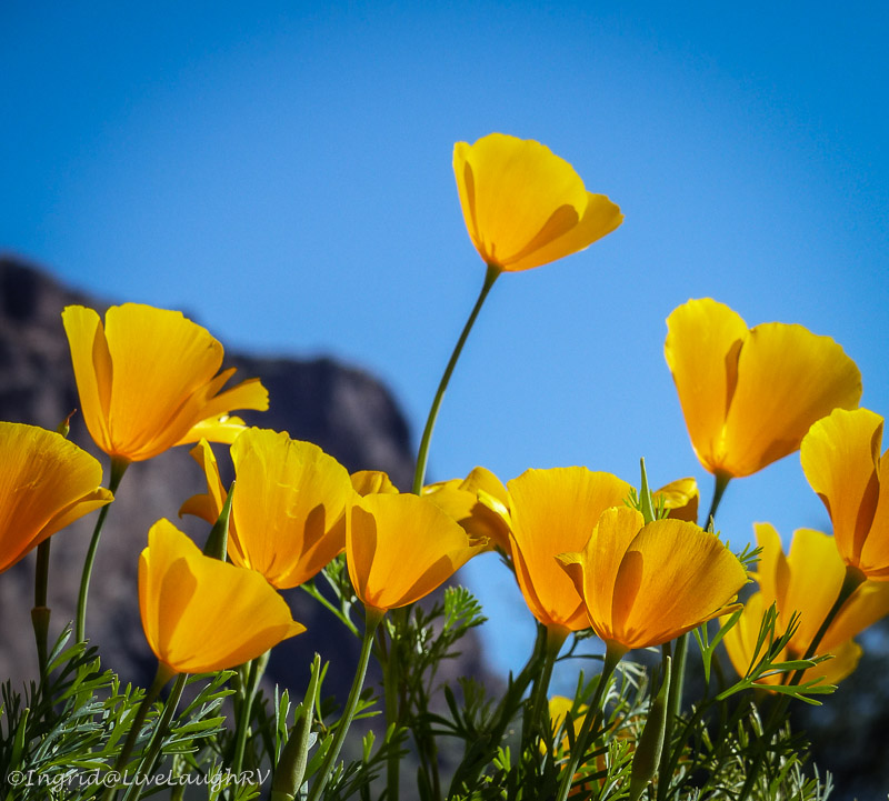 desert wildflowers