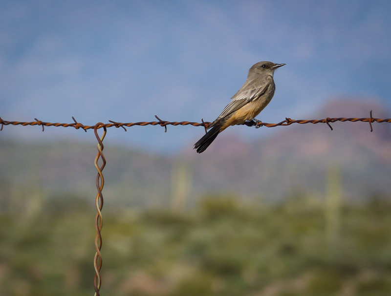 desert birds