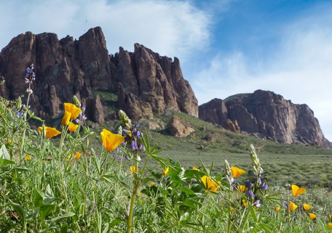 Desert Wildflowers