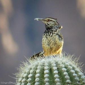 desert bird