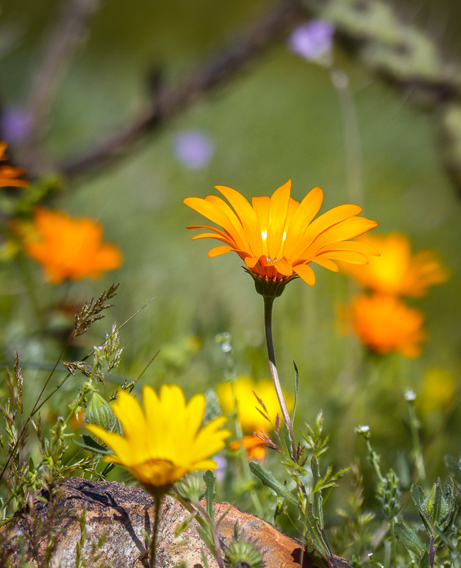 desert wildflowers