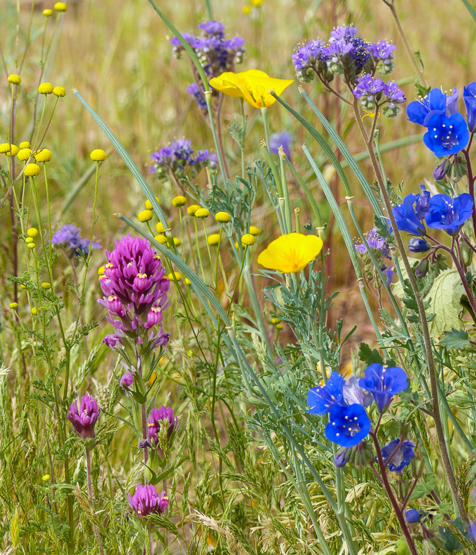 desert wildflowers
