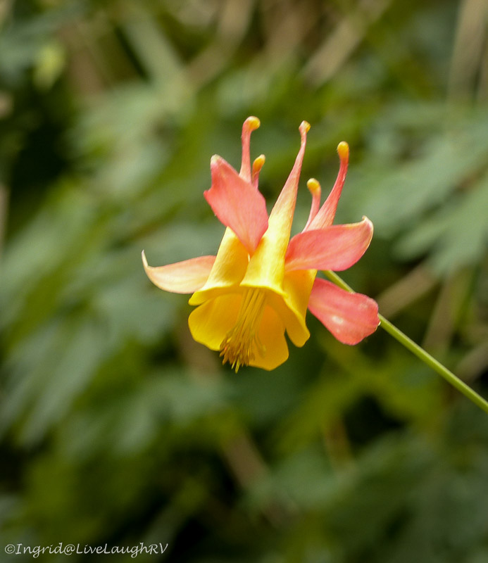 hanging garden Zion National Park