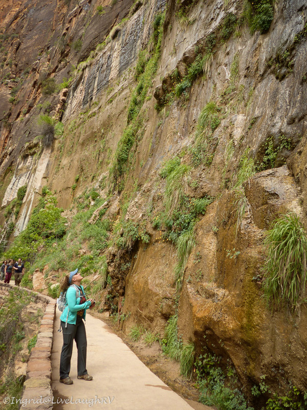 hanging garden Zion National Park