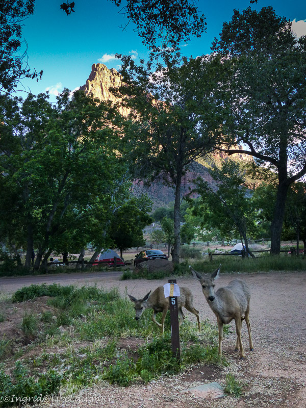 deer in Zion