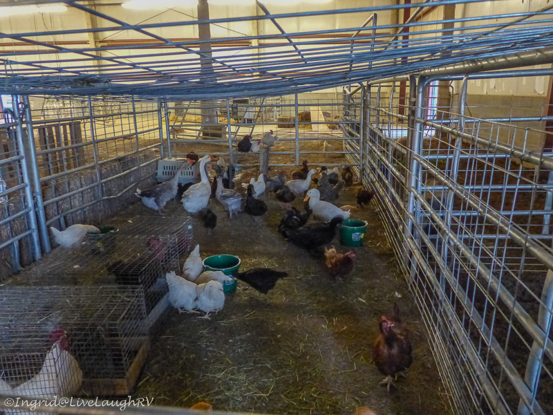 Goodwin Fire evacuated animals