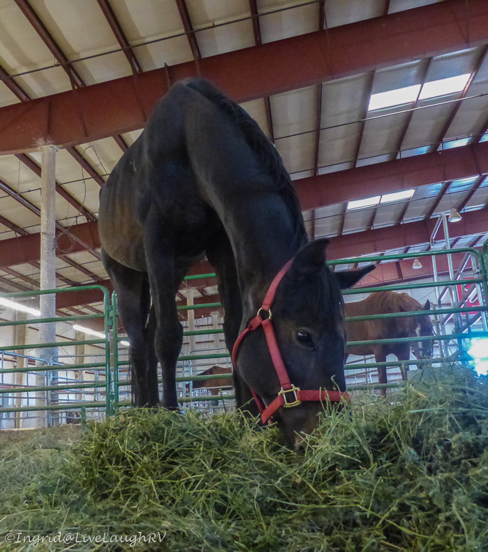 Goodwin Fire animal shelter