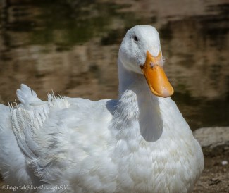 duck, duck, feather