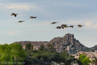 Canadian Geese