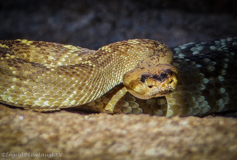 diamondback rattlesnake
