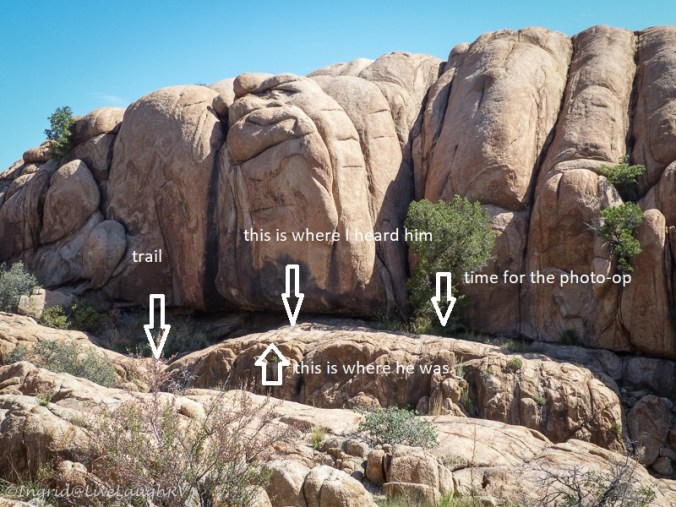 diamondback rattlesnake