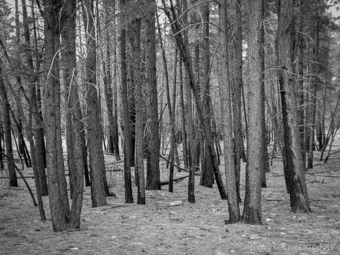 never alone in the woods