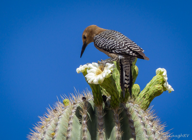 flowering saguaro cactus