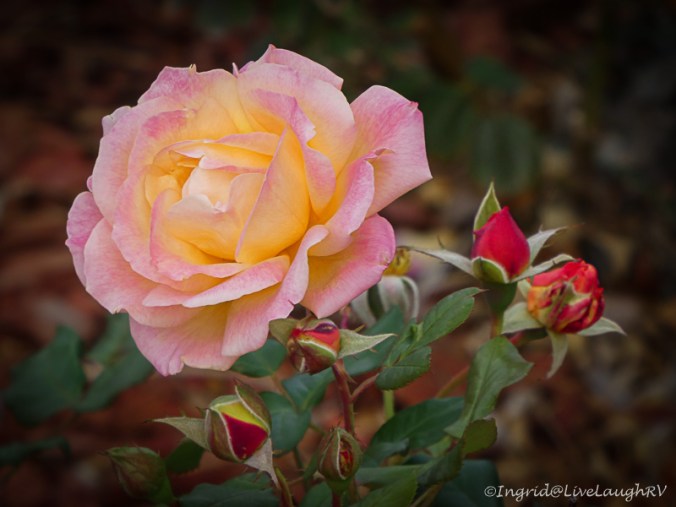 photo taken with Panasonic DC-ZS70