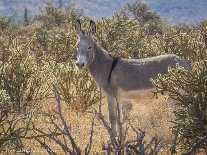 wild burro