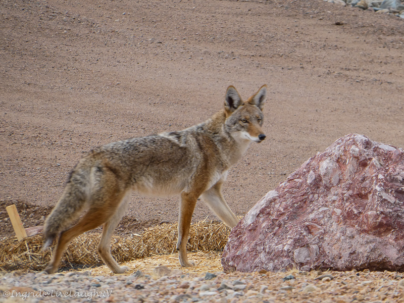 a wild coyote walking through the neighborhood