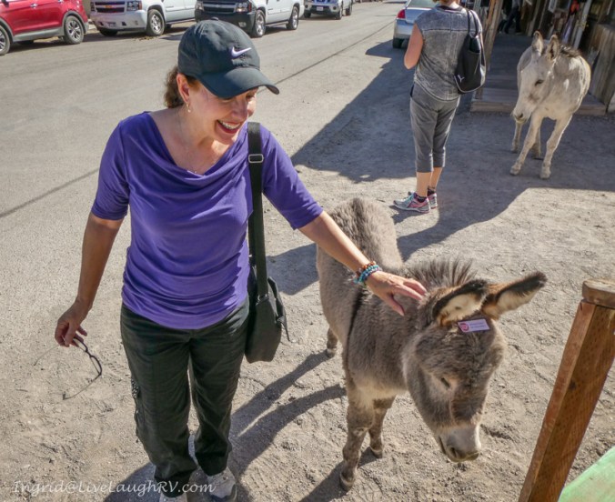 baby burro Oatman Arizona