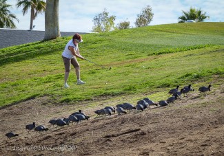 golf in Lake Havasu City