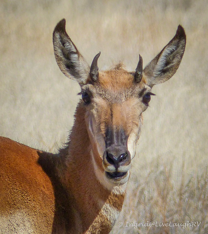pronghorn in Arizona