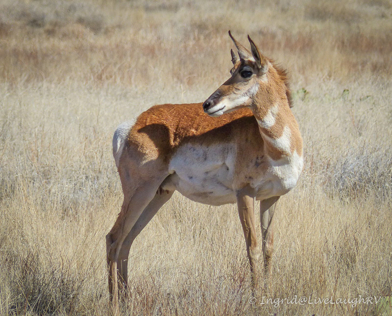 pronghorn aka antelope in Arizona