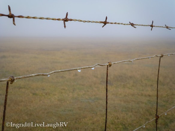 barbed wire morning fog