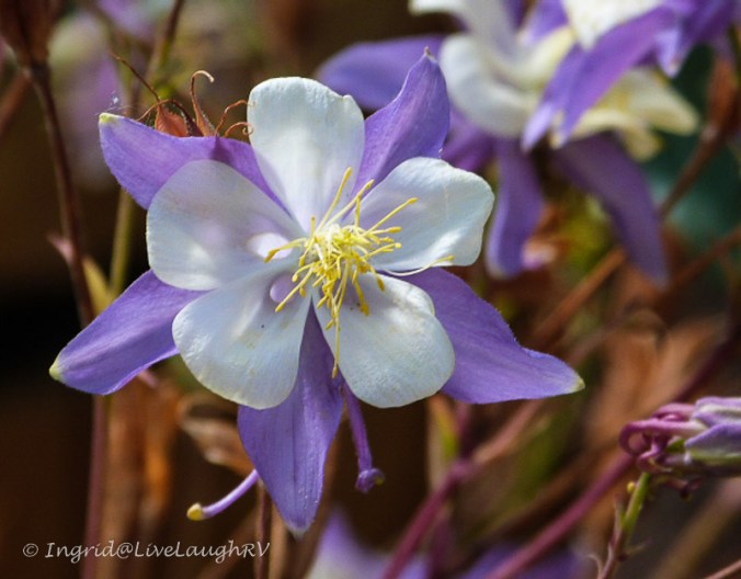 Columbine flower Colorado's state flower