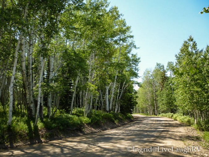Aspen grove at Keebler Pass Crested Butte, Colorado