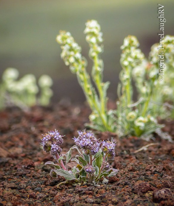 wildflowers at Craters of the Moon National Monument, Idaho