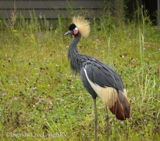 black crowned crane