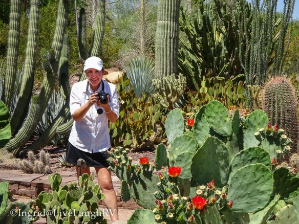 Desert Botanical Garden in Phoenix, Arizona