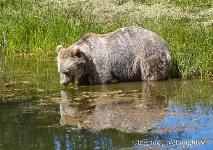 Yellowstone Bear World Idaho