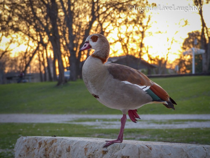 Egyptian Goose at sunset