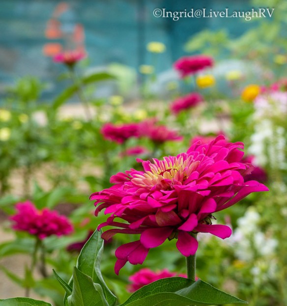 Denver Botanical Garden