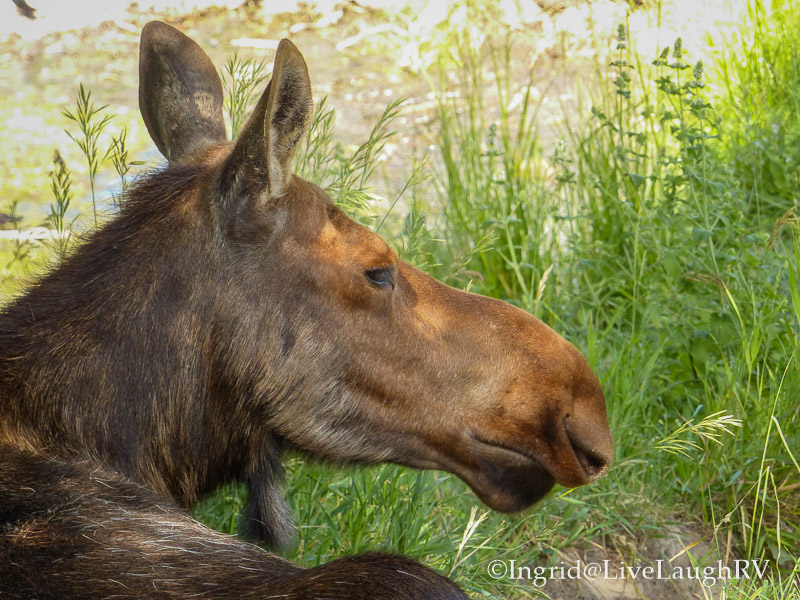 Yellowstone Bear World Idaho