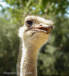 ostrich Wildlife World Zoo Phoenix Arizona