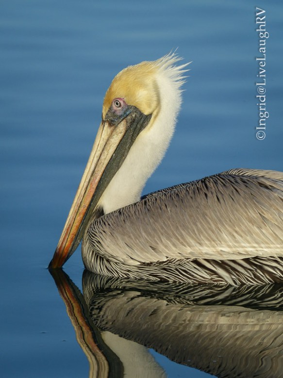 Brown Pelican