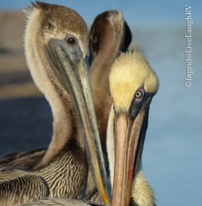 Brown Pelicans
