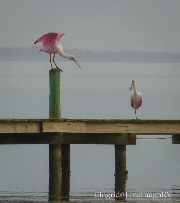 Roseate Spoonbill