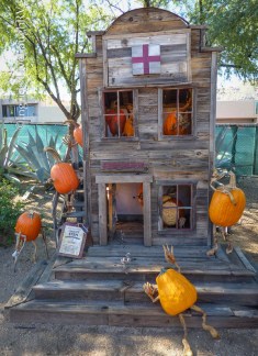 stem enhancement for pumpkins