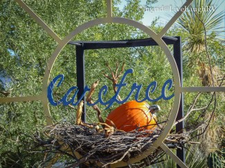 pumpkins in Carefree Arizona