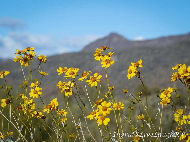 wildflowers in Arizona, summertime, spring flowers
