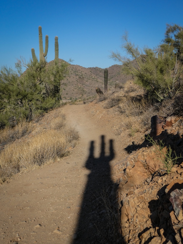 shadow of a saguaro cactus casting a fork on a trail