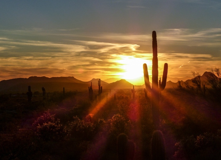 A golden sunset with the silhouette of a saguaro cactus
