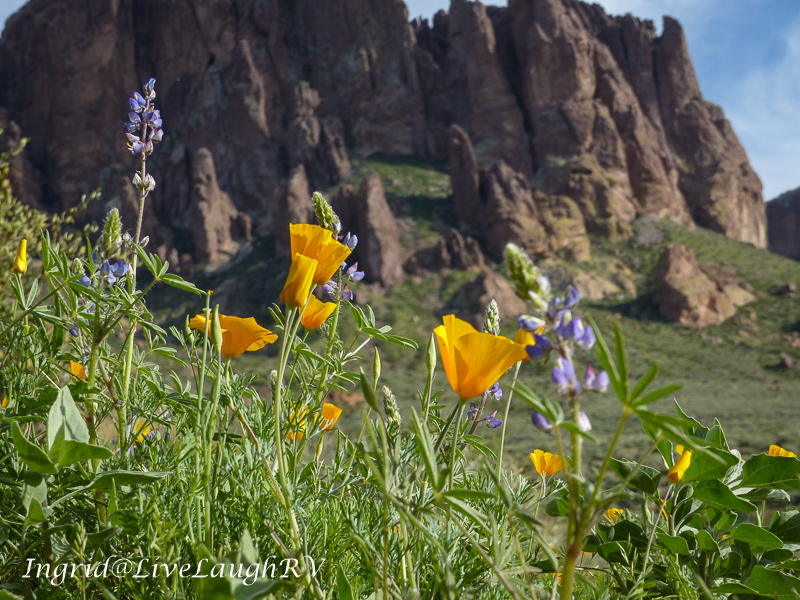 spring wildflowers, poppies, Superstitions Mountains, Phoenix, Arizona