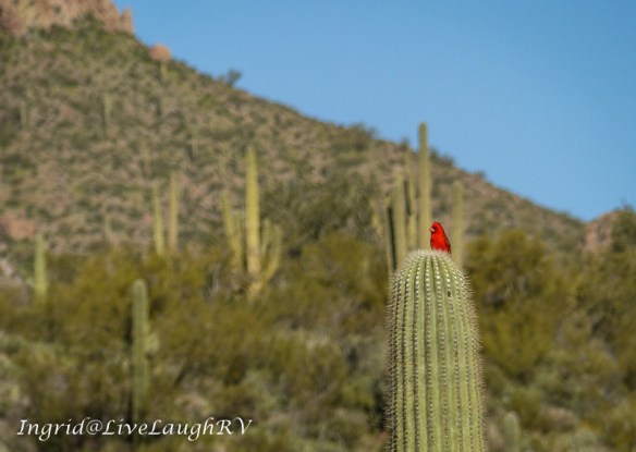 a red cardinal sitting on a cactus in Cave Creek, Arizona