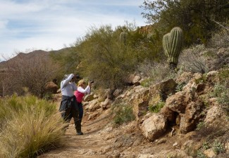 Saguaro cactus that looks like rabbit ears