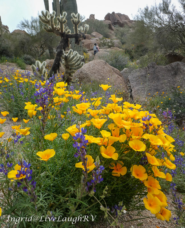 Scottsdale wildflowers