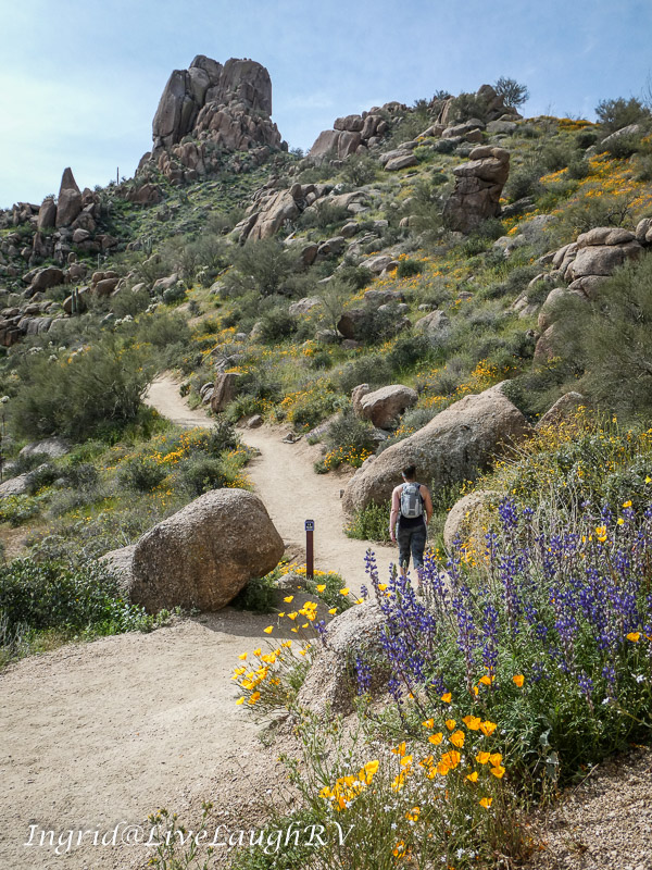 Hiker on the trail at Pinnacle Peak Park in Scottsdale AZ with wildflowers lining the trail